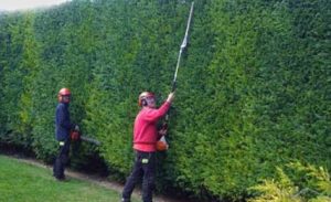 Hedge Maintenance